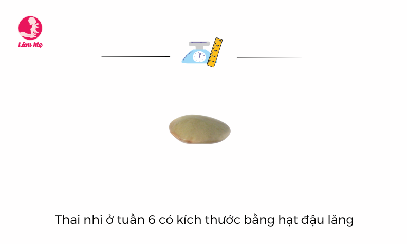 Sự phát triển của thai nhi khi mang thai tuần 6 | Góc Làm Mẹ